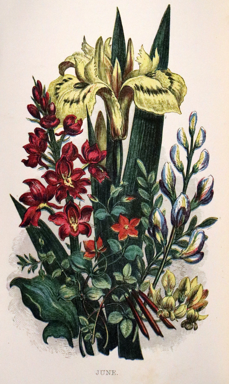 1857 Rare Victorian Book - Wild Flowers and Medicinal Uses, Color Illustrated by Noel Humphreys.
