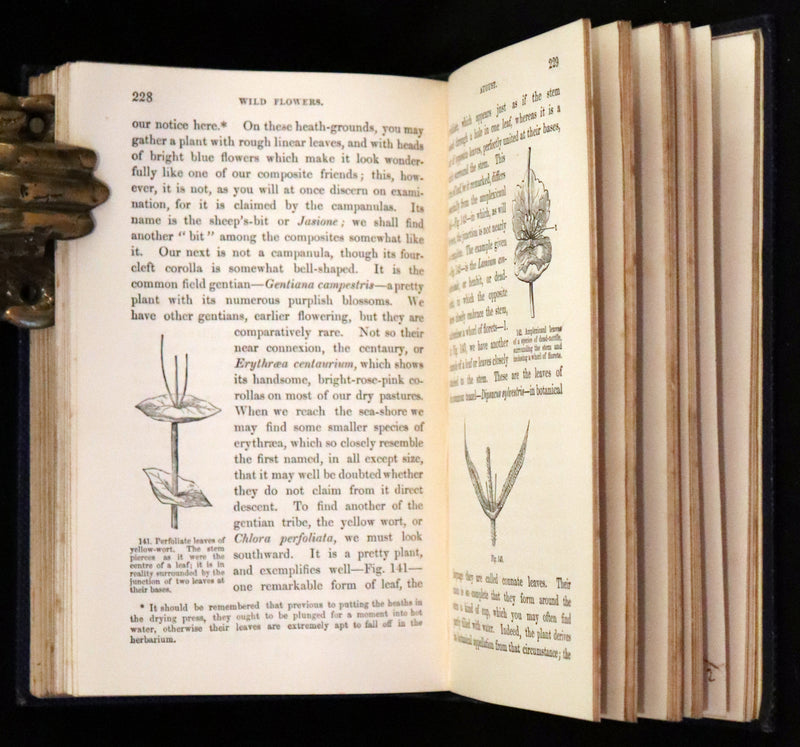 1857 Rare Victorian Book - Wild Flowers and Medicinal Uses, Color Illustrated by Noel Humphreys.