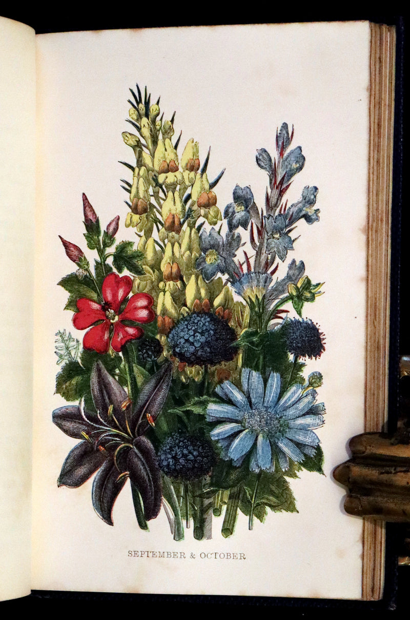 1857 Rare Victorian Book - Wild Flowers and Medicinal Uses, Color Illustrated by Noel Humphreys.