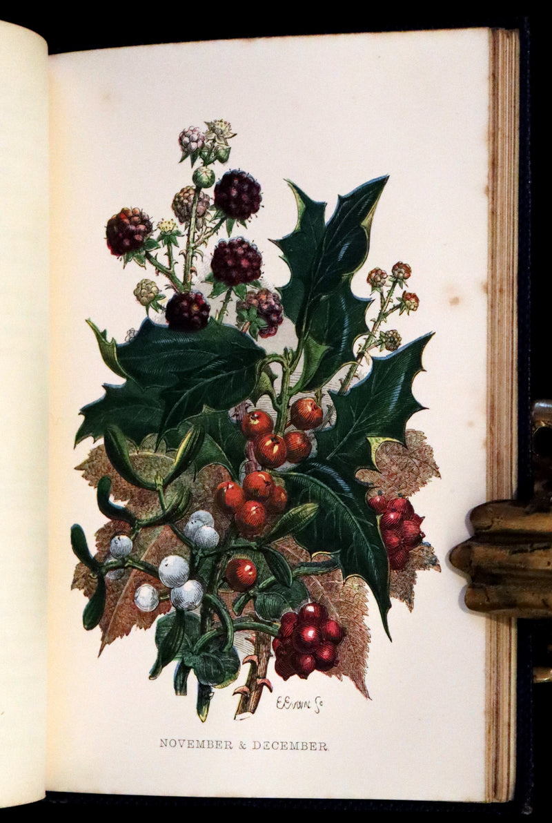 1857 Rare Victorian Book - Wild Flowers and Medicinal Uses, Color Illustrated by Noel Humphreys.