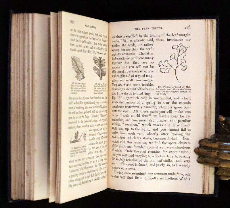 1857 Rare Victorian Book - Wild Flowers and Medicinal Uses, Color Illustrated by Noel Humphreys.