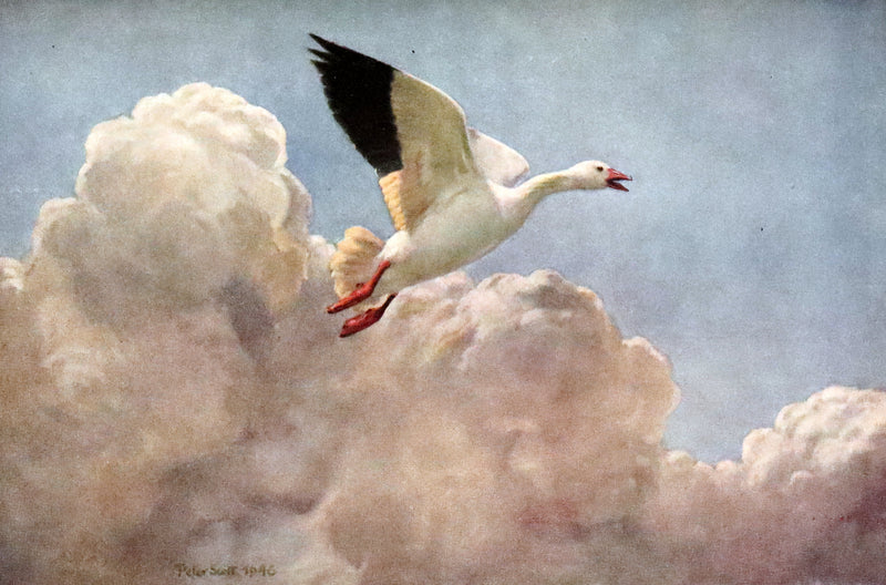 1946 Rare First Illustrated Edition Signed by Peter Scott - The Snow Goose by Paul Gallico in a Bayntun binding.