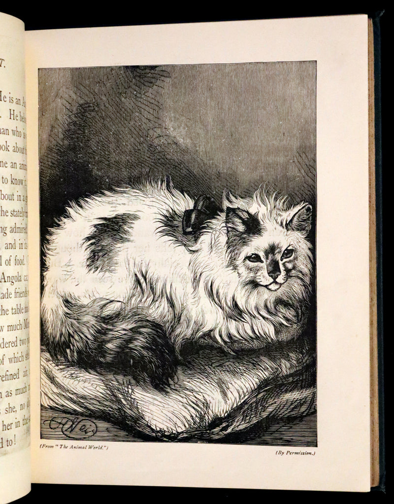 1880 Scarce Book - The Day Dawn Album with 150 full-page illustrations.