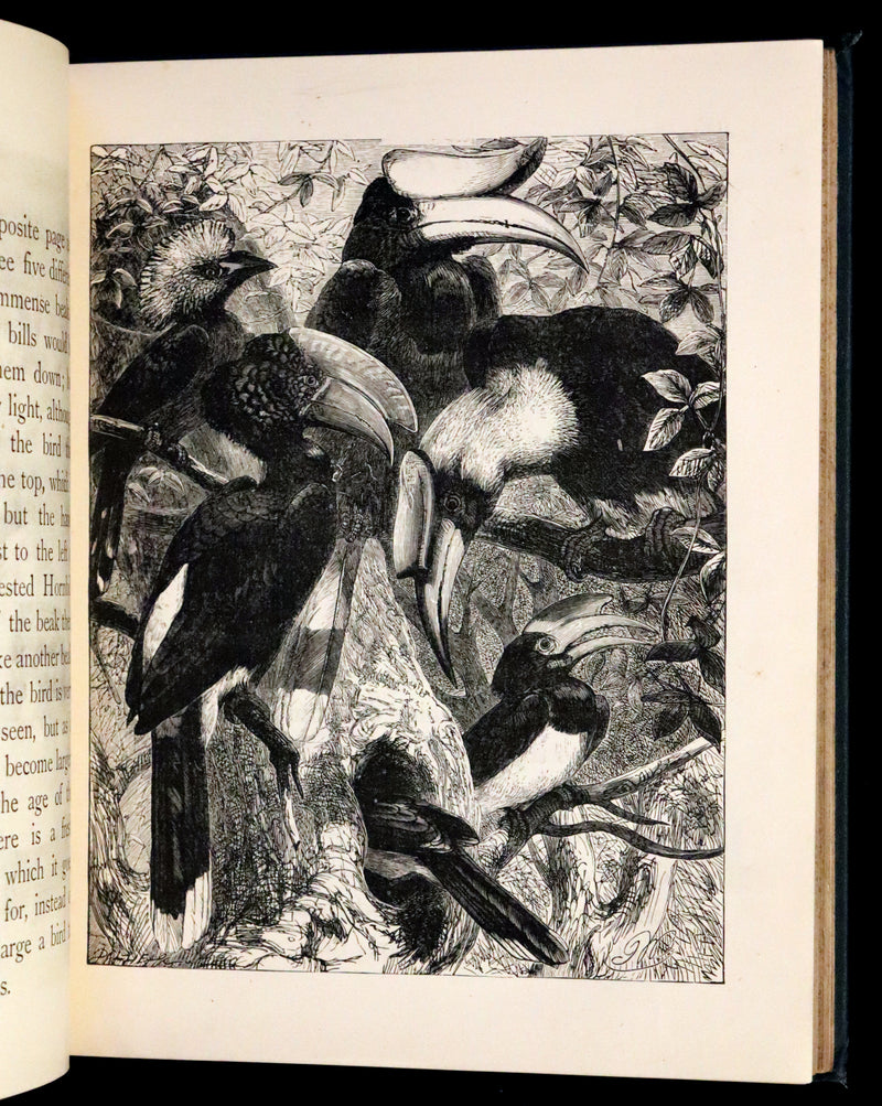 1880 Scarce Book - The Day Dawn Album with 150 full-page illustrations.