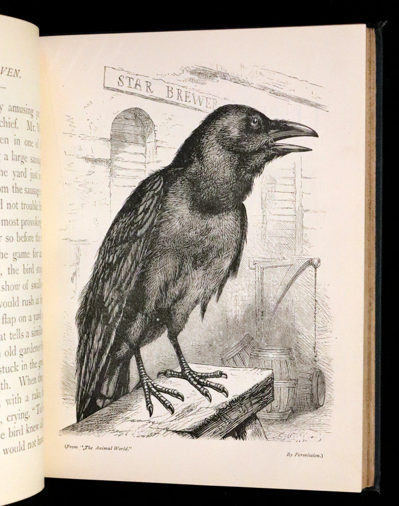 1880 Scarce Book - The Day Dawn Album with 150 full-page illustrations.