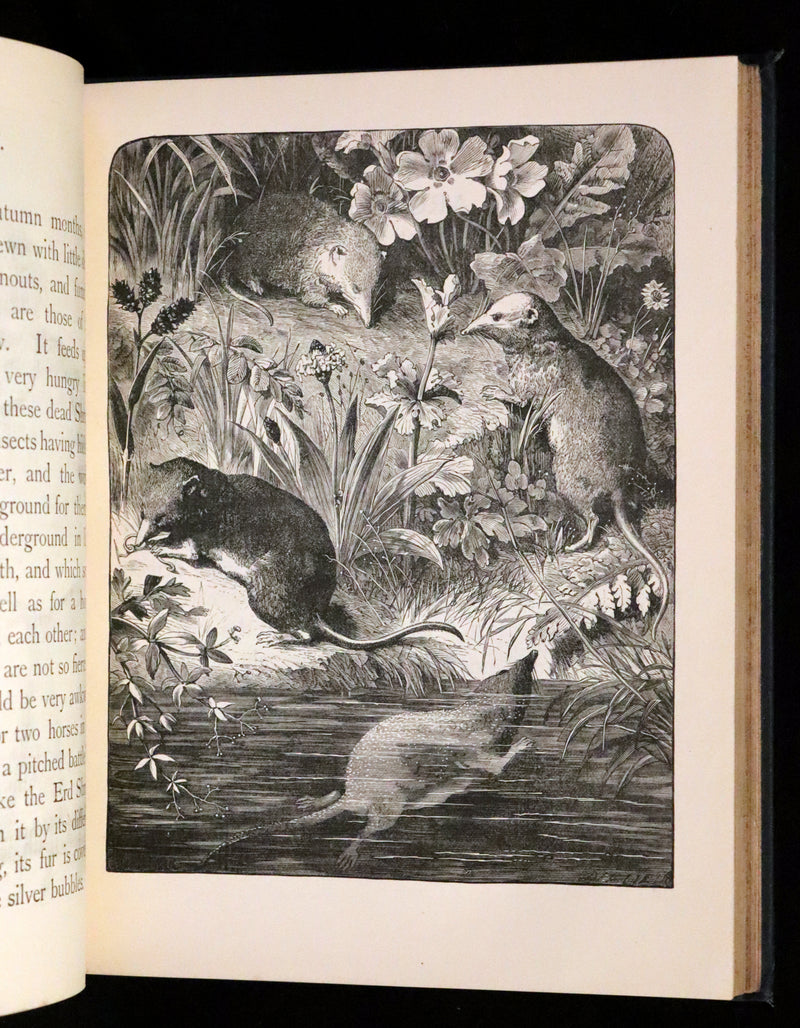 1880 Scarce Book - The Day Dawn Album with 150 full-page illustrations.