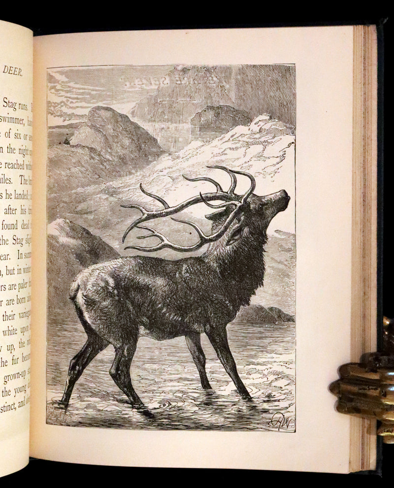 1880 Scarce Book - The Day Dawn Album with 150 full-page illustrations.