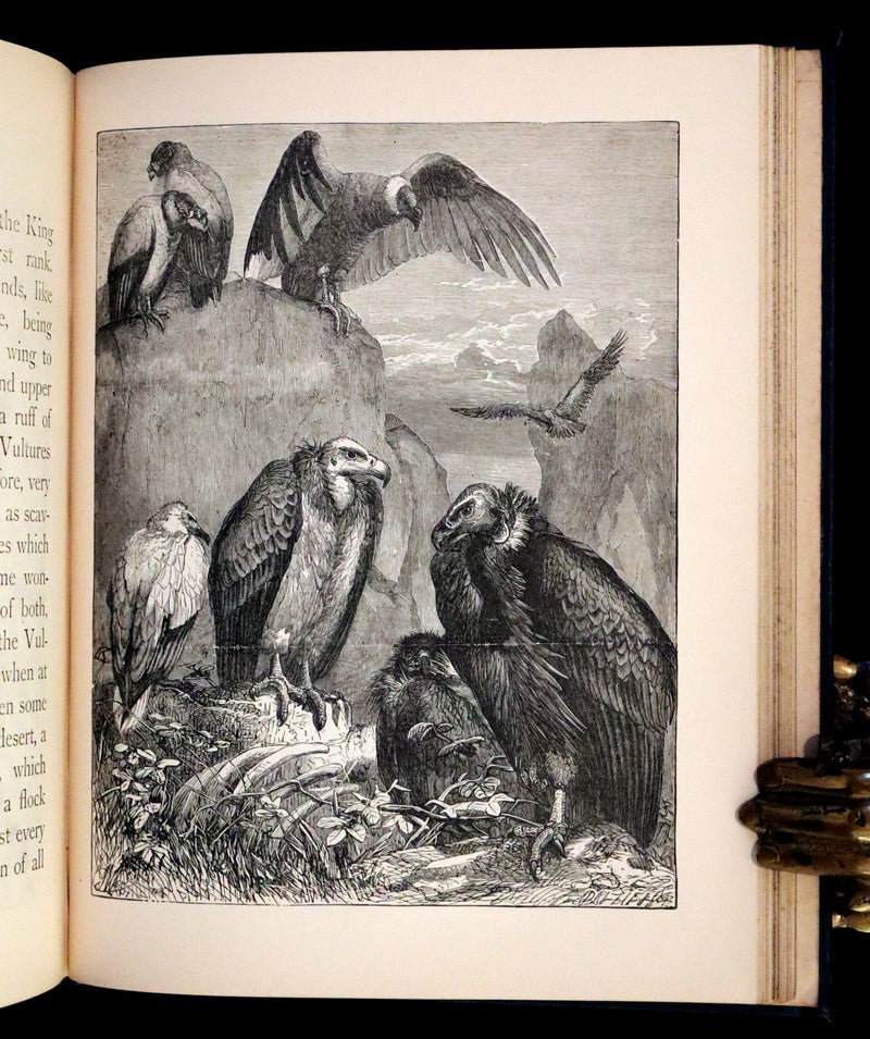 1880 Scarce Book - The Day Dawn Album with 150 full-page illustrations.