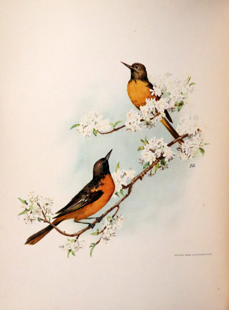 1886 Scarce Victorian Skelding Book ~ Familiar Birds and What the Poets Sing of Them, illustrated by Fidelia Bridges.