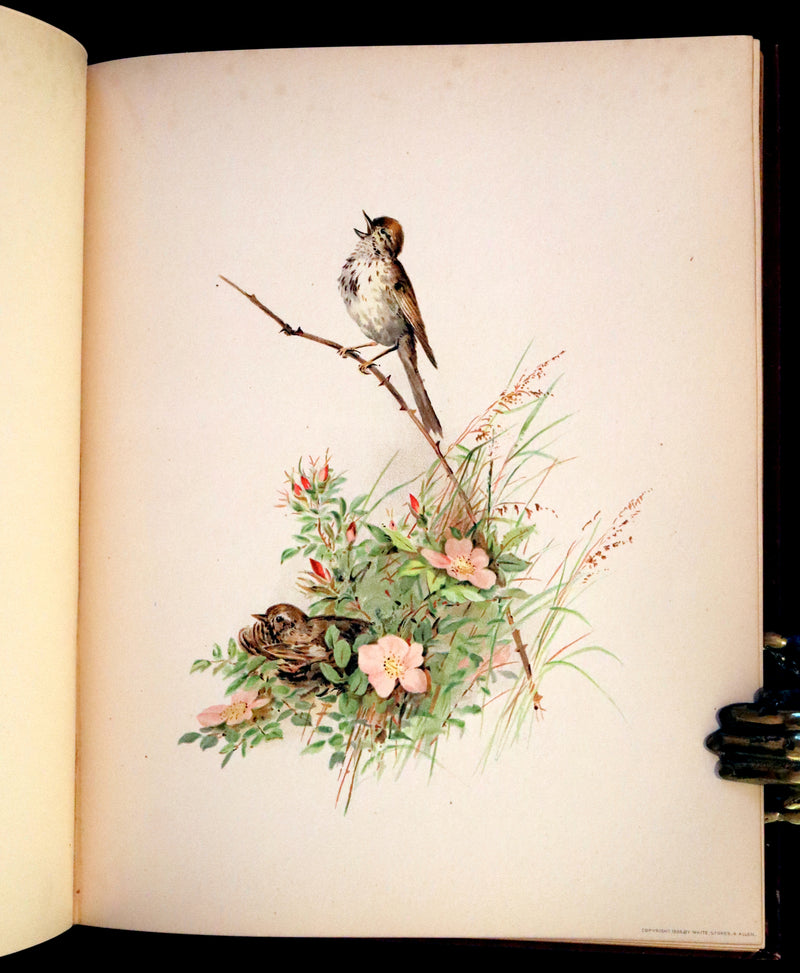 1886 Scarce Victorian Skelding Book ~ Familiar Birds and What the Poets Sing of Them, illustrated by Fidelia Bridges.