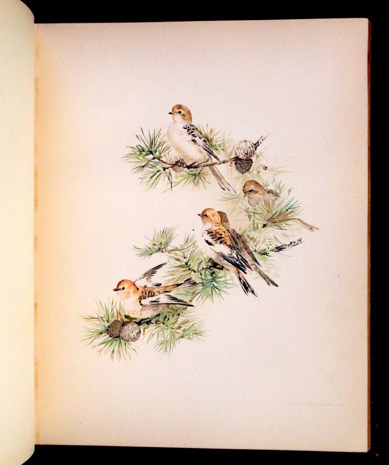1886 Scarce Victorian Skelding Book ~ Familiar Birds and What the Poets Sing of Them, illustrated by Fidelia Bridges.