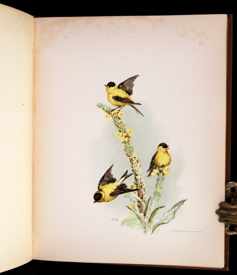 1886 Scarce Victorian Skelding Book ~ Familiar Birds and What the Poets Sing of Them, illustrated by Fidelia Bridges.