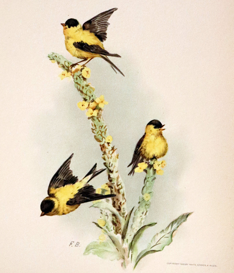 1886 Scarce Victorian Skelding Book ~ Familiar Birds and What the Poets Sing of Them, illustrated by Fidelia Bridges.