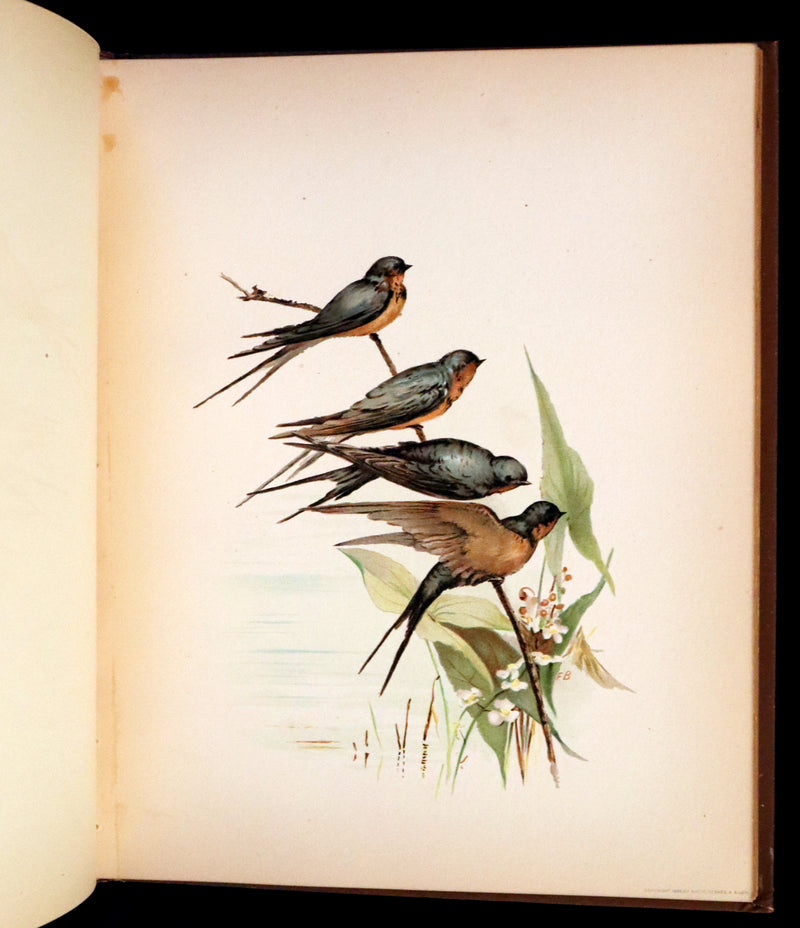 1886 Scarce Victorian Skelding Book ~ Familiar Birds and What the Poets Sing of Them, illustrated by Fidelia Bridges.