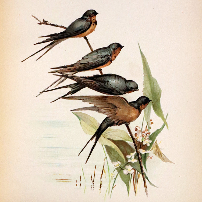 1886 Scarce Victorian Skelding Book ~ Familiar Birds and What the Poets Sing of Them, illustrated by Fidelia Bridges.