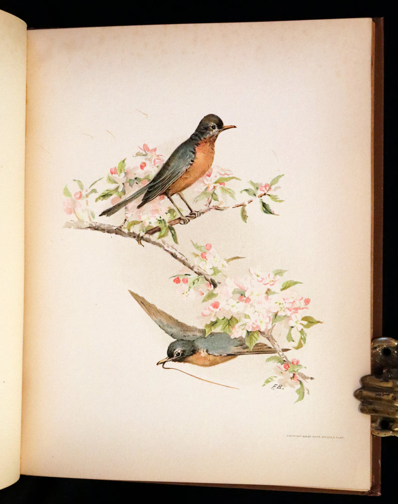 1886 Scarce Victorian Skelding Book ~ Familiar Birds and What the Poets Sing of Them, illustrated by Fidelia Bridges.