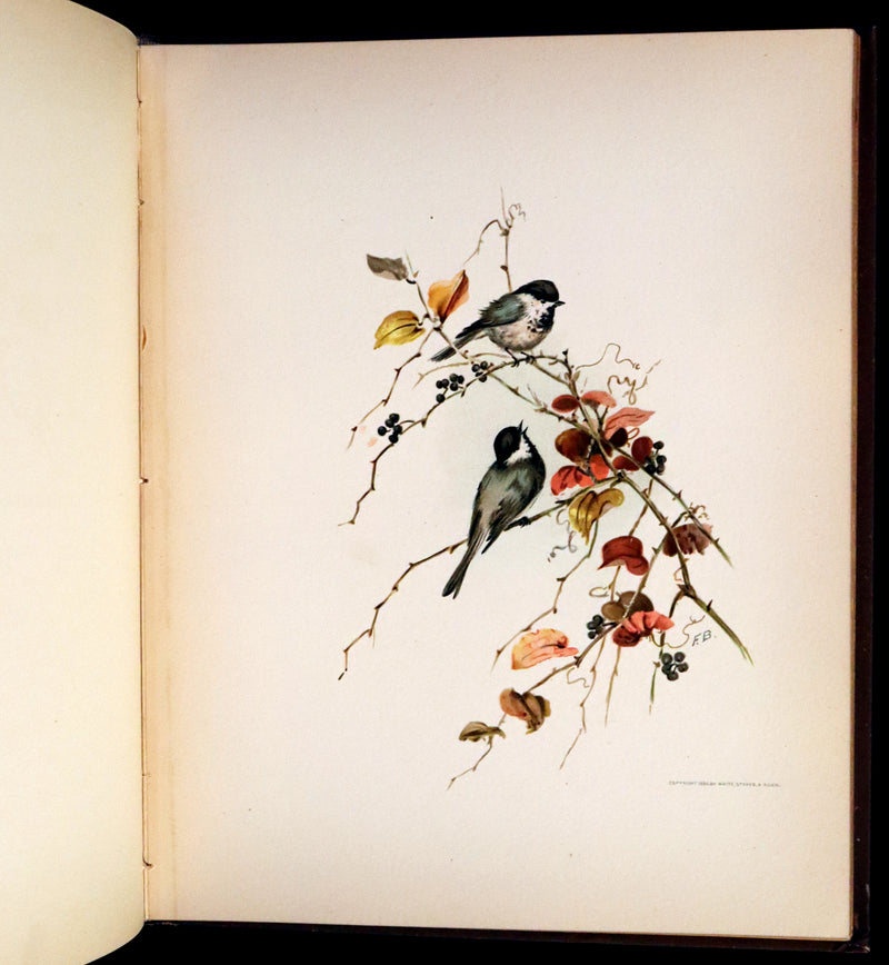 1886 Scarce Victorian Skelding Book ~ Familiar Birds and What the Poets Sing of Them, illustrated by Fidelia Bridges.
