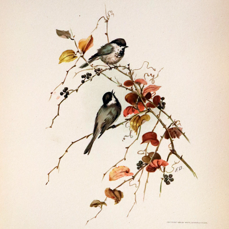 1886 Scarce Victorian Skelding Book ~ Familiar Birds and What the Poets Sing of Them, illustrated by Fidelia Bridges.