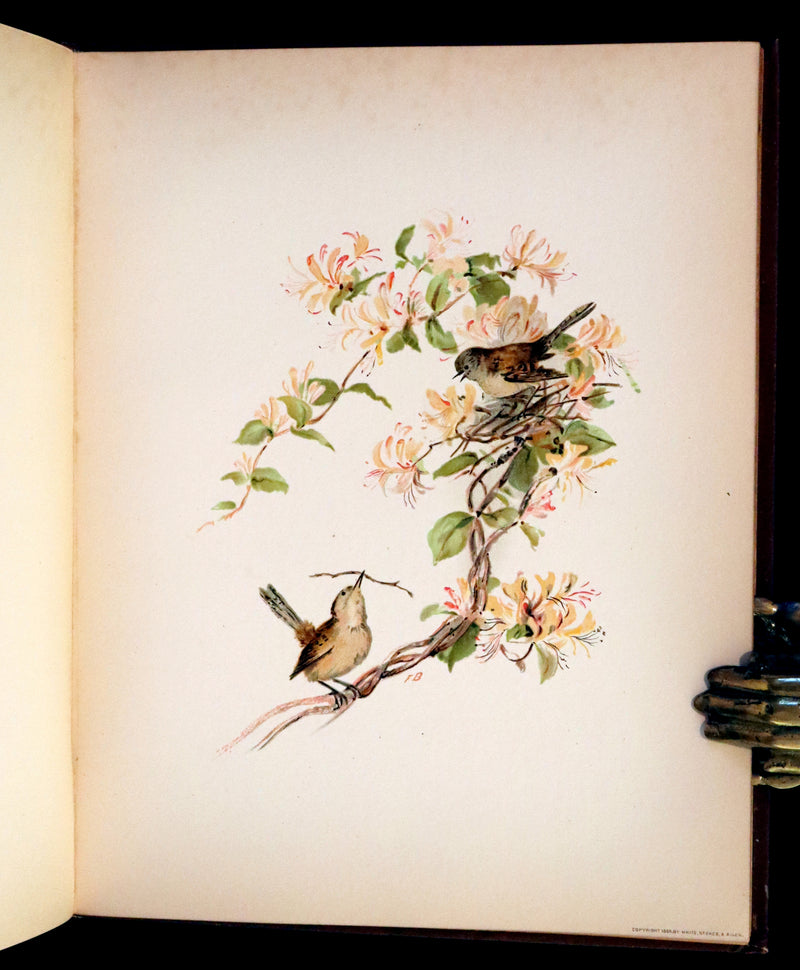 1886 Scarce Victorian Skelding Book ~ Familiar Birds and What the Poets Sing of Them, illustrated by Fidelia Bridges.