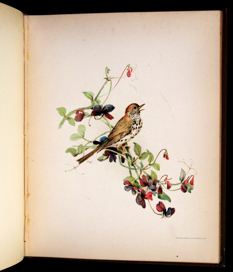 1886 Scarce Victorian Skelding Book ~ Familiar Birds and What the Poets Sing of Them, illustrated by Fidelia Bridges.