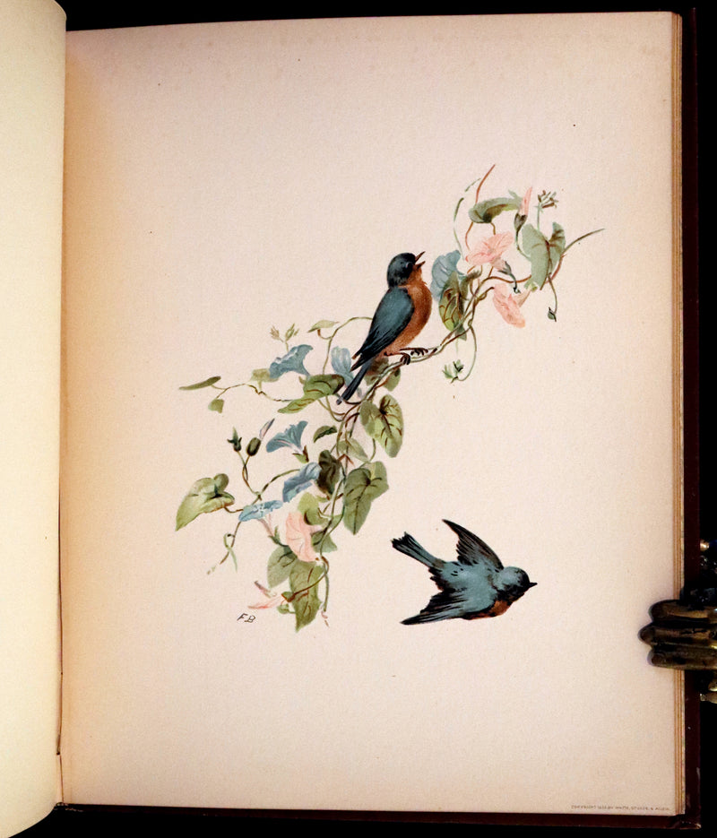1886 Scarce Victorian Skelding Book ~ Familiar Birds and What the Poets Sing of Them, illustrated by Fidelia Bridges.