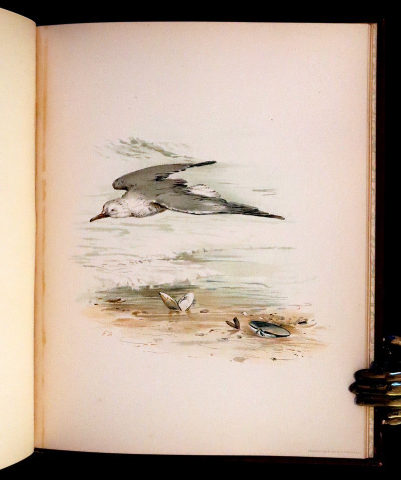 1886 Scarce Victorian Skelding Book ~ Familiar Birds and What the Poets Sing of Them, illustrated by Fidelia Bridges.