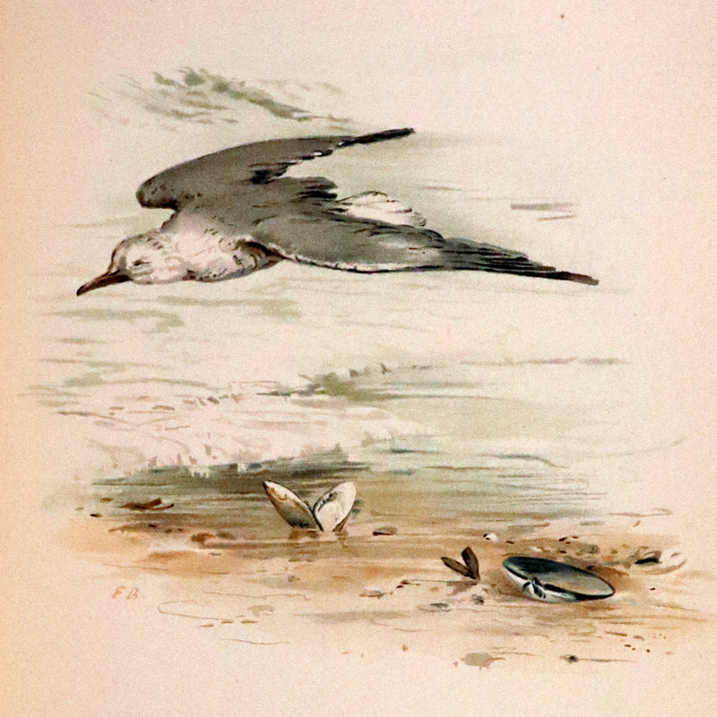 1886 Scarce Victorian Skelding Book ~ Familiar Birds and What the Poets Sing of Them, illustrated by Fidelia Bridges.