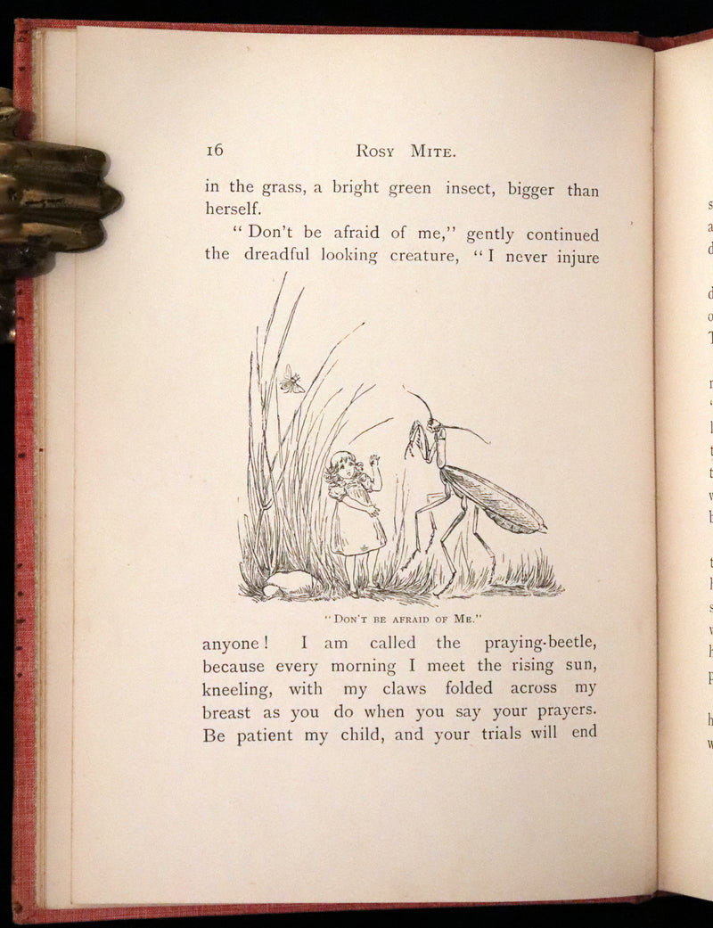 1890 Rare First Edition - Rosy Mite or The Witch's Spell by Vera Petrovna Jelifhovsky, illustrated by T. Pym.