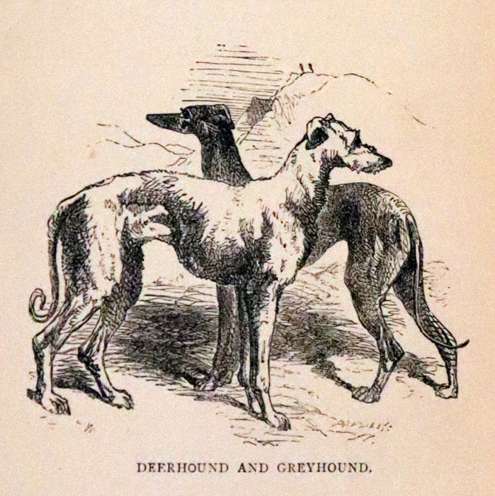 1890 Scarce Victorian Edition - Dogs, Their Sagacity, Instinct, and Uses; with Stories of Dog Life.