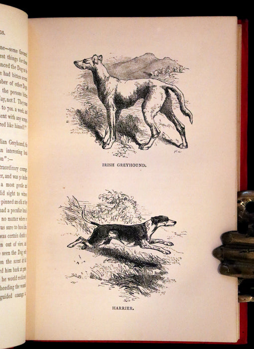 1890 Scarce Victorian Edition - Dogs, Their Sagacity, Instinct, and Uses; with Stories of Dog Life.