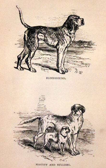 1890 Scarce Victorian Edition - Dogs, Their Sagacity, Instinct, and Uses; with Stories of Dog Life.