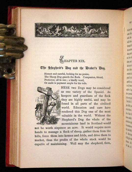 1890 Scarce Victorian Edition - Dogs, Their Sagacity, Instinct, and Uses; with Stories of Dog Life.