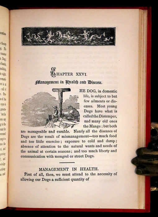 1890 Scarce Victorian Edition - Dogs, Their Sagacity, Instinct, and Uses; with Stories of Dog Life.