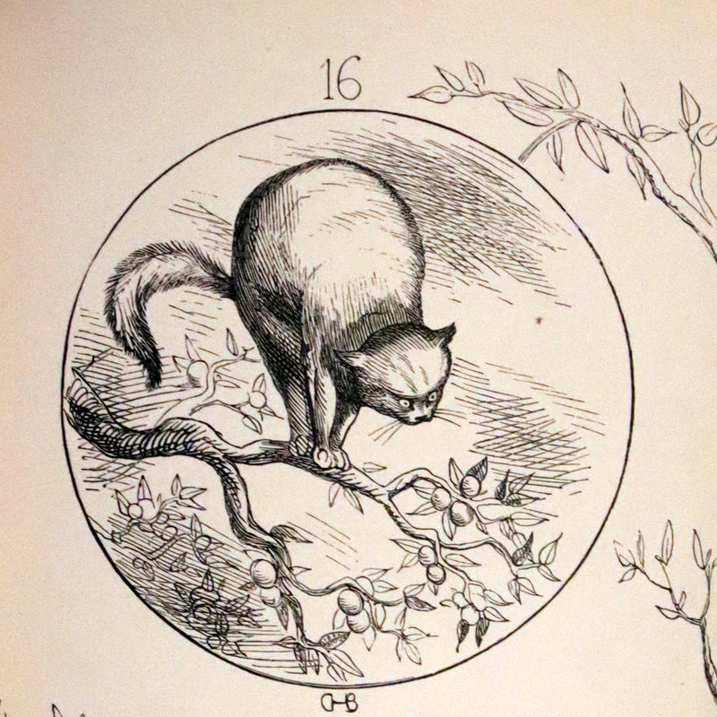 1860 Scarce First Edition - The Nine Lives of a Cat - Tale of Wonder illustrated by Charles H. Bennett.