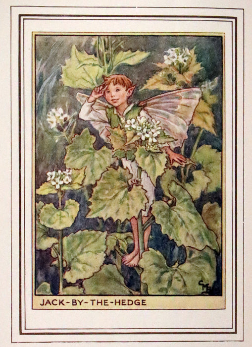 1950 Rare First Edition - Fairies of the Flowers and Trees by Cicely Mary Barker.