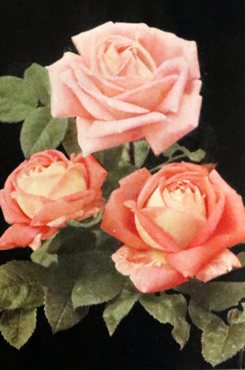 1920 Rare Book - THE ROSE BOOK, A Complete Guide for Amateur Rose Growers by H.H. Thomas.