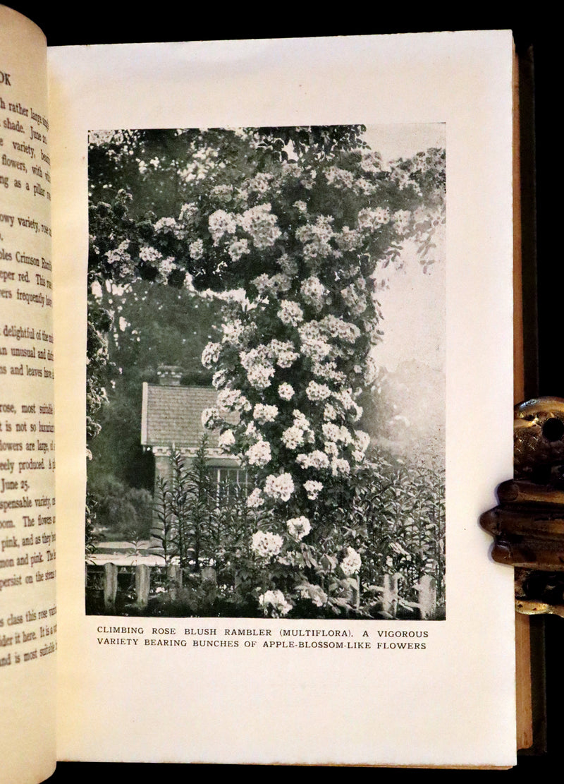 1920 Rare Book - THE ROSE BOOK, A Complete Guide for Amateur Rose Growers by H.H. Thomas.