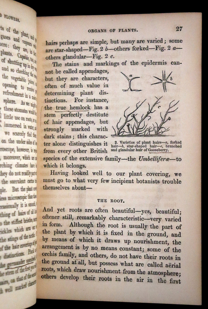 1859 Scarce Book - Wild Flowers by Spencer Thomson, illustrated by Noel Humphreys
