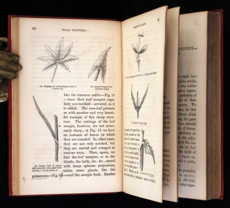 1859 Scarce Book - Wild Flowers by Spencer Thomson, illustrated by Noel Humphreys