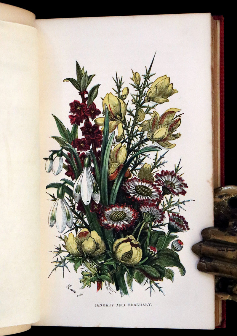 1859 Scarce Book - Wild Flowers by Spencer Thomson, illustrated by Noel Humphreys
