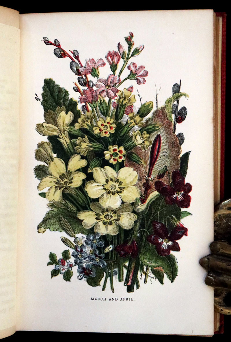 1859 Scarce Book - Wild Flowers by Spencer Thomson, illustrated by Noel Humphreys