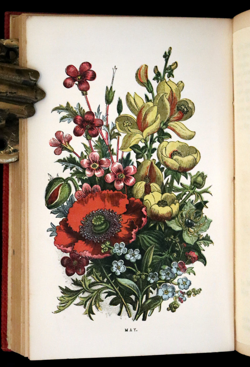 1859 Scarce Book - Wild Flowers by Spencer Thomson, illustrated by Noel Humphreys