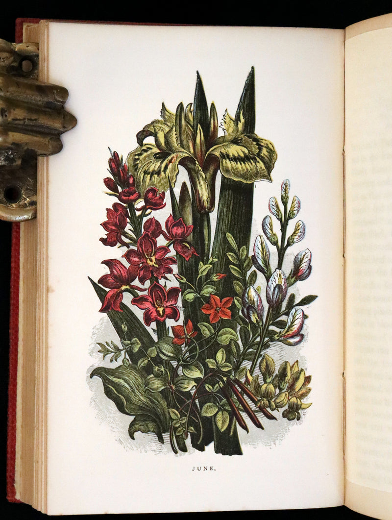 1859 Scarce Book - Wild Flowers by Spencer Thomson, illustrated by Noel Humphreys