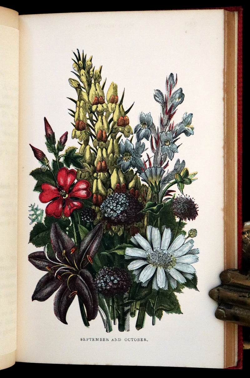 1859 Scarce Book - Wild Flowers by Spencer Thomson, illustrated by Noel Humphreys