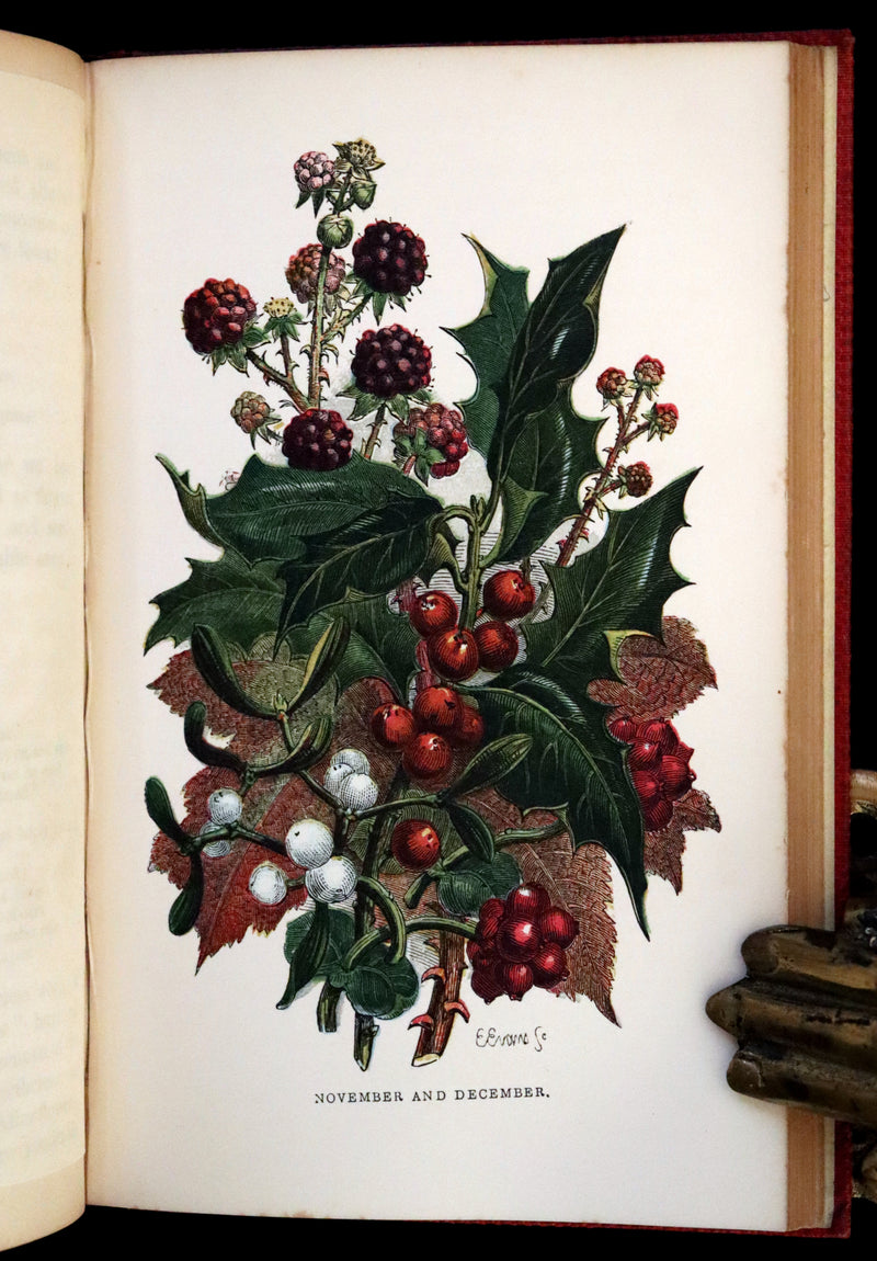 1859 Scarce Book - Wild Flowers by Spencer Thomson, illustrated by Noel Humphreys