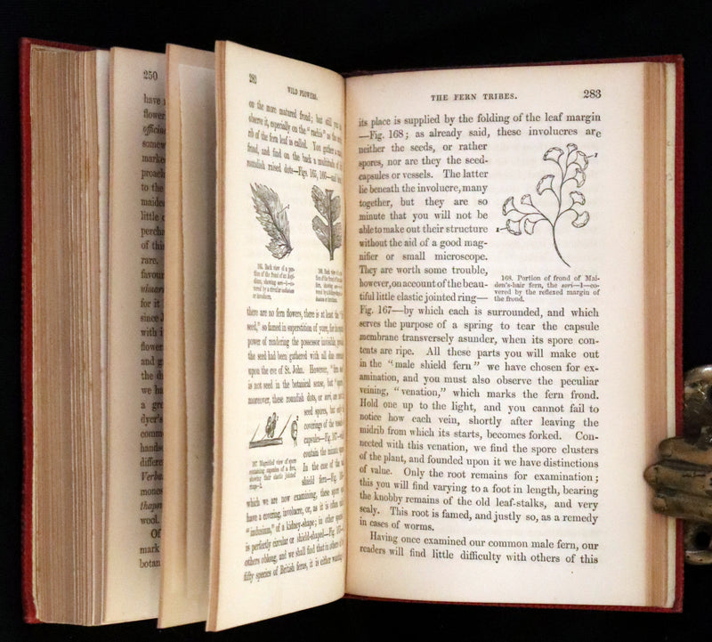 1859 Scarce Book - Wild Flowers by Spencer Thomson, illustrated by Noel Humphreys