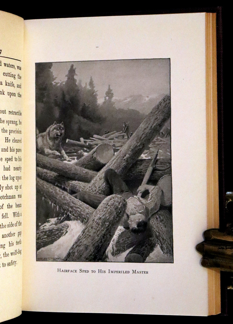 1910 First Edition - A Wilderness Dog: The Biography of a Gray Wolf.