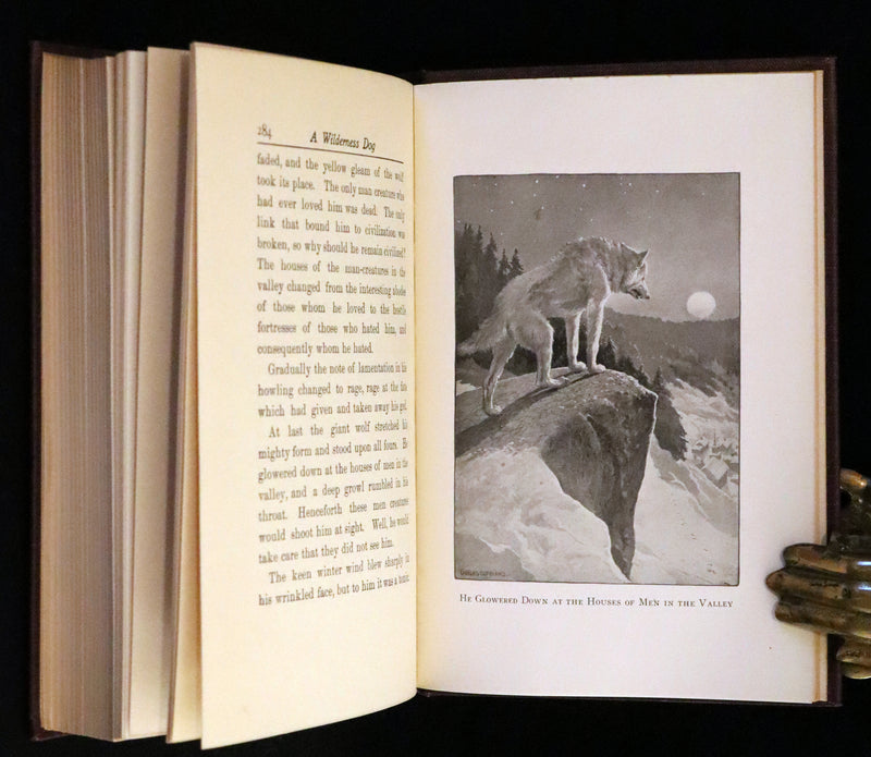 1910 First Edition - A Wilderness Dog: The Biography of a Gray Wolf.