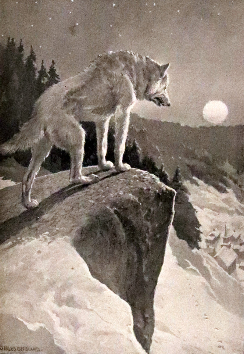 1910 First Edition - A Wilderness Dog: The Biography of a Gray Wolf.