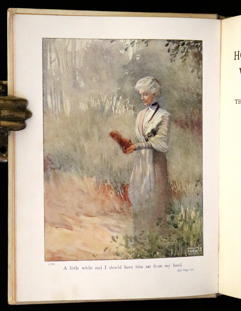 1914 First ED - How I Tamed the Wild Squirrels illustrated by Honor C. Appleton